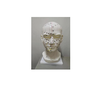 Head acupuncture model