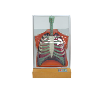 Electric human breathing exercise model