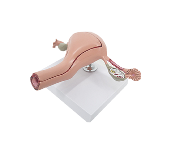Normal uterus simulator