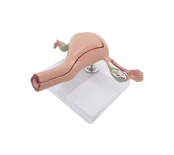 normal uterus model