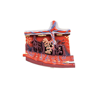 Placental tissue magnified model