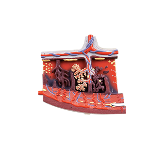 Placental tissue magnified simulator