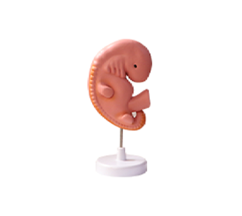 4 weeks fetus enlargement simulator