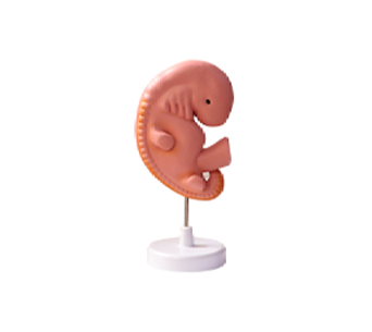 4 weeks fetus enlargement