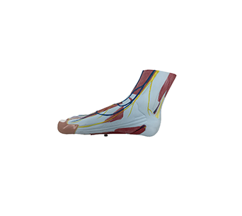 plantar muscle anatomical simulator