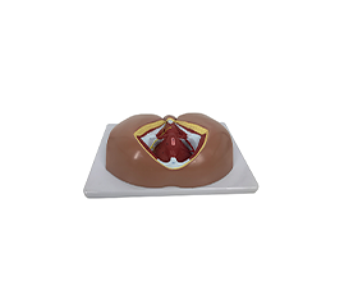 Male perineum simulator