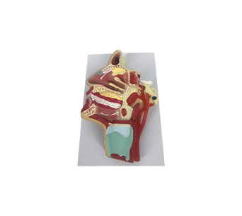 Mouth, nose, pharynx, and larynx medial vascular nerve simulator