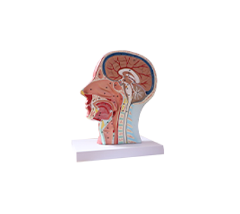 Head and neck superficial neurovascular muscle anatomical model