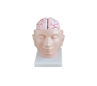 Head with brain anatomical model 4 parts