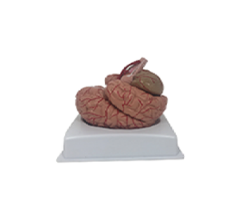 Brain and Cerebral Artery simulator (9 parts)