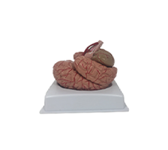 Brain and Cerebral Artery Model (9 parts)