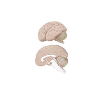 Brain Anatomy Model (2 parts)