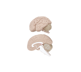 Brain anatomical simulator (2 parts)