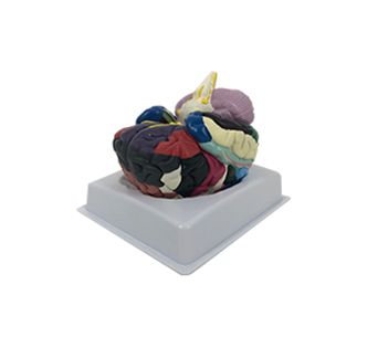 cerebral cortex partition simulator