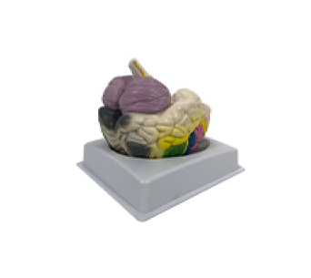 Functional localization simulator of the cerebral cortex