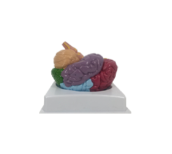 lobulated brain model