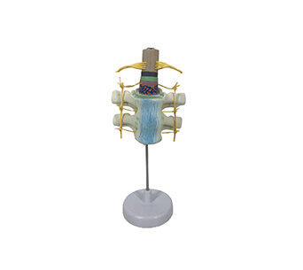 Spinal cord and spinal nerve simulator