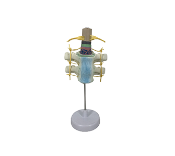 Spinal cord and spinal nerve model