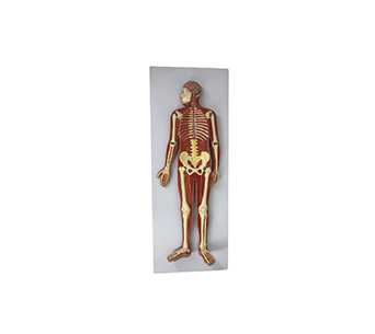 Human whole body nervous system simulator