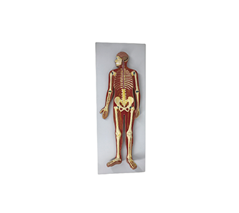 Human whole body nervous system model