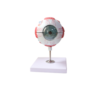 3x magnified eyeball simulator (6 parts)