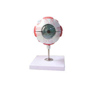 3x magnified eyeball model (6 parts)