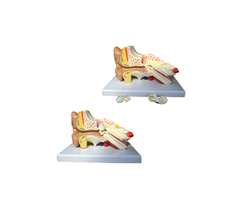 ear anatomical simulator