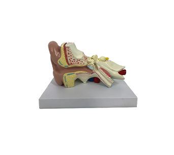 2x magnified ear anatomical simulator (4 parts)