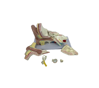 3x magnified ear anatomical simulator (6 parts)
