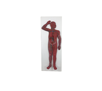 Human whole body lymphatic system simulator