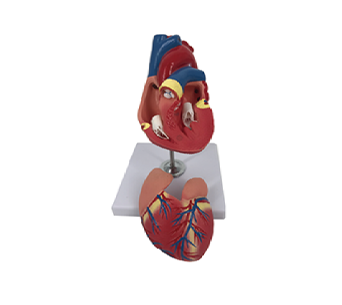 Natural big heart simulator