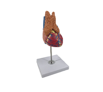 Heart with thymus simulator