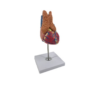 Heart with thymus model