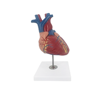 2x magnified heart model (4 parts)