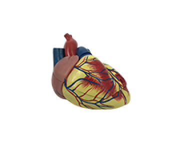 Heart anatomy 4x magnification model 3 parts