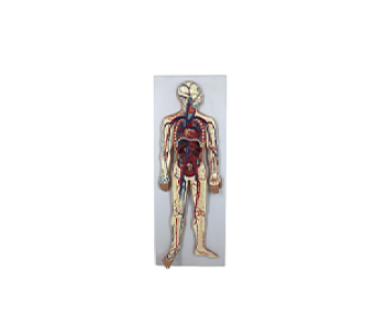 Human blood circulatory system simulator
