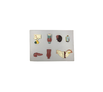 endocrine organ simulator