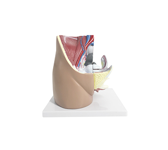 Female Pelvic Sagittal Cut simulator (3 Parts)