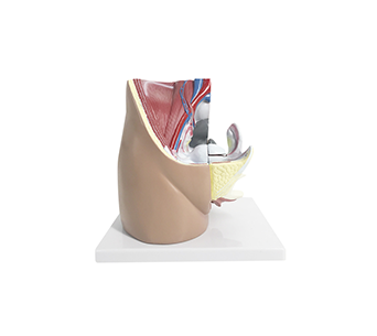 Female Pelvic Sagittal Cut Model (4 Parts)