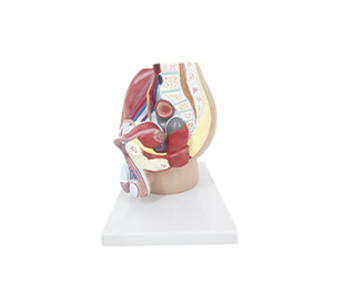 Male pelvic sagittal cut simulator (4 parts)