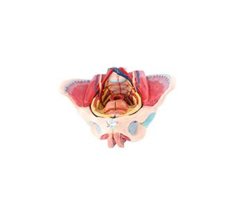 Female pelvis with genitalia and vascular nerves simulator