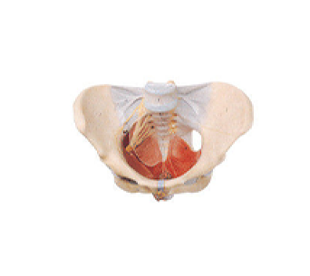 Female pelvis with pelvic floor muscles and nerves