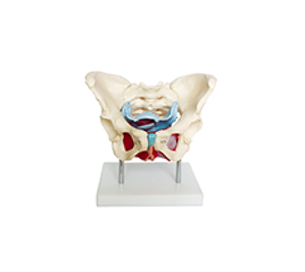 Female pelvis with pelvic floor muscle simulator