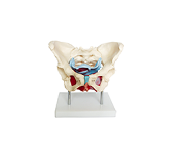 Female pelvis with pelvic floor muscle model