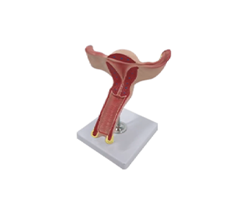 Intrauterine and extrauterine anatomical simulators