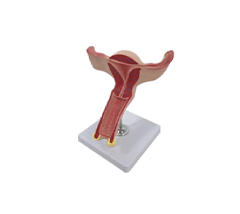 Anatomical model inside and outside the uterus