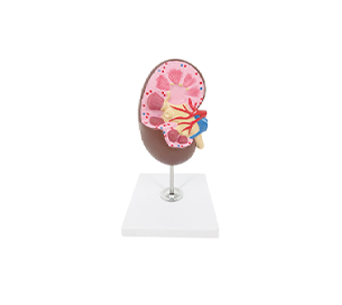 kidney anatomical simulator