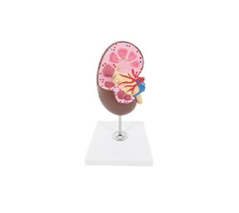 kidney anatomy model