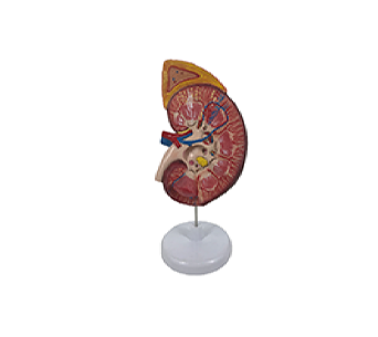 3x magnification of kidney anatomy with adrenal gland model