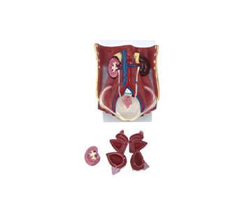 bisexual urinary system simulator